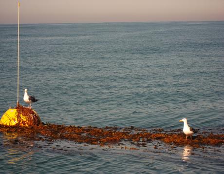 San Elijo - kelp and birds