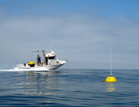 Bird on San Elijo Nearshore buoy 07_29_10